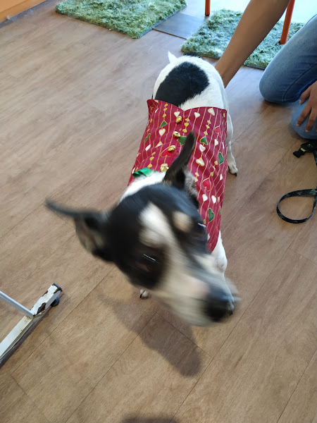 Foto 4 Petit Pet Store