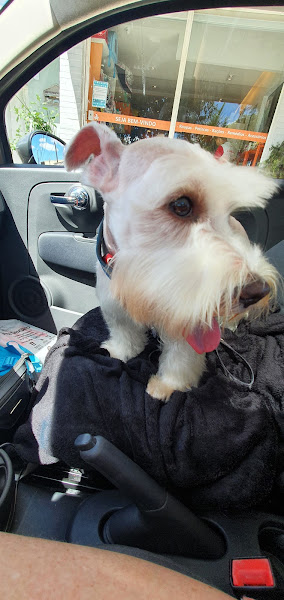 Foto 5 Petit Pet Store