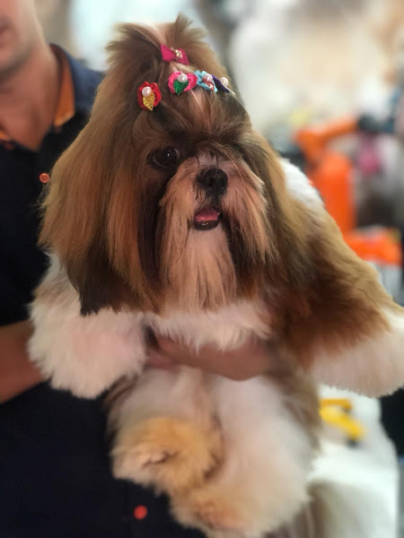 Foto 3 Doggato Pet Store