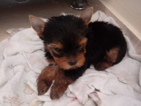 Foto 4 Doggato Pet Store