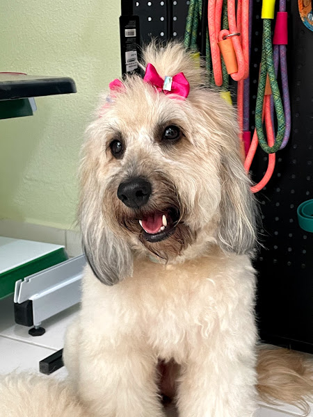 Clínica Veterinária Terra do Sol