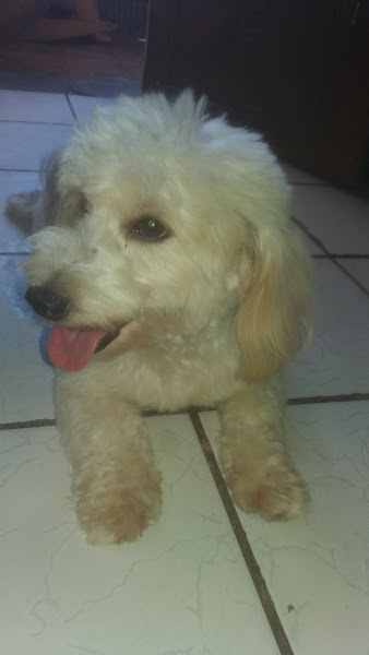 Foto 1 Pet House Conceito