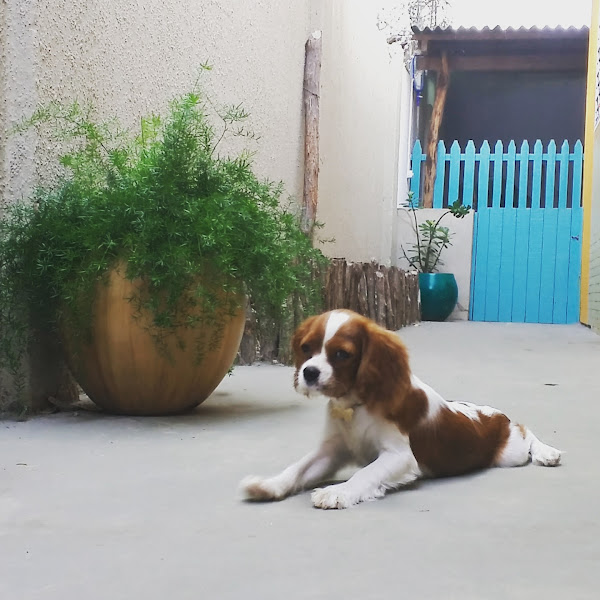 Foto 2 Meu Vira Lata