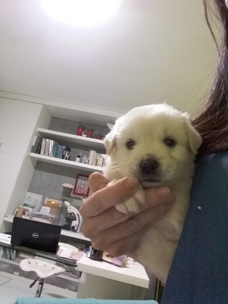 Foto 3 Meu Vira Lata