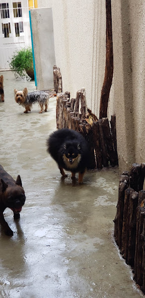 Foto 4 Meu Vira Lata