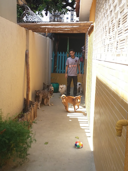 Foto 5 Meu Vira Lata