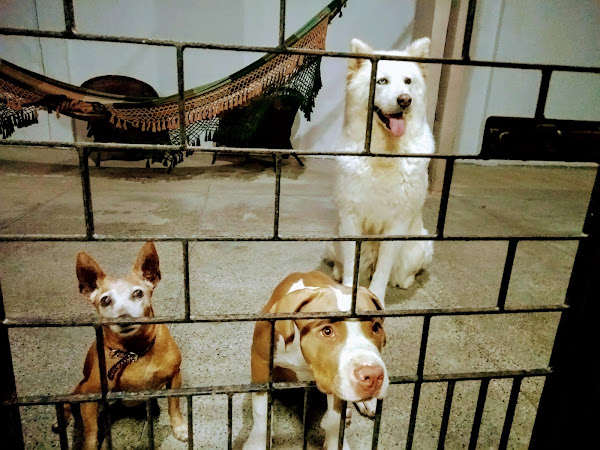 Foto 4 Cobasi | Loja Shopping Iguatemi Fortaleza