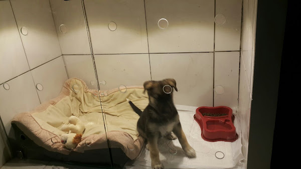 Foto 2 Clínica Veterinária CURAPET Montese