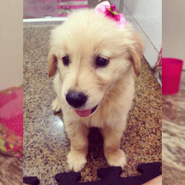 Foto 3 Clínica Veterinária CURAPET Montese