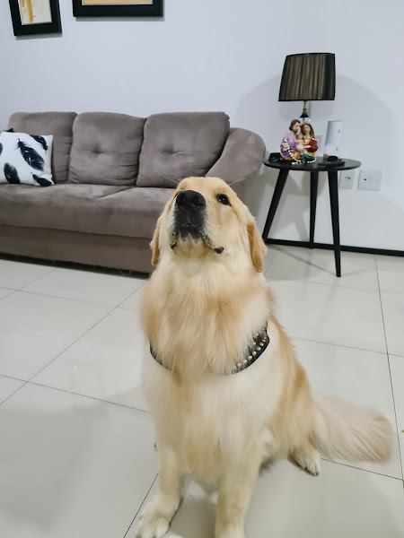 Foto 2 ACADEMY GROOMING RONY PETERSON (CURSO DE BANHO E TOSA)