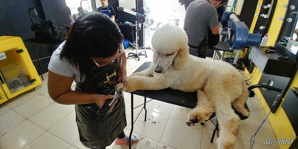 Foto 5 ACADEMY GROOMING RONY PETERSON (CURSO DE BANHO E TOSA)