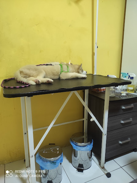 Foto 2 RGM Clínica e Pet Shop