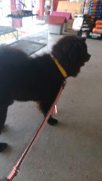 Foto 3 RGM Clínica e Pet Shop