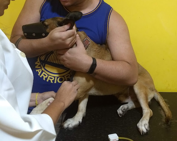 Foto 5 RGM Clínica e Pet Shop