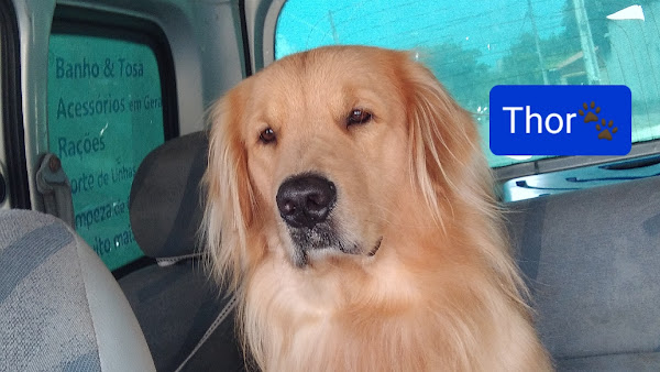 Foto 1 Filhos de Patas Pet Shop Banho e Tosa