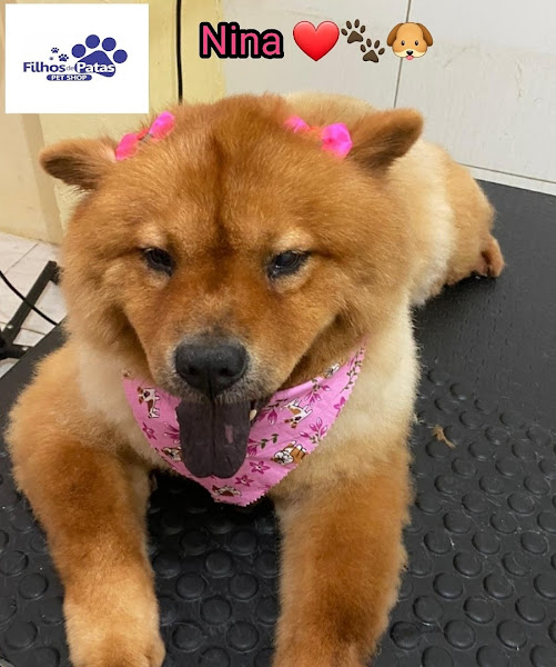 Foto 2 Filhos de Patas Pet Shop Banho e Tosa