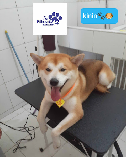 Foto 5 Filhos de Patas Pet Shop Banho e Tosa