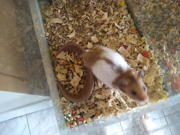 Foto 2 Au & Miau Pet Shop