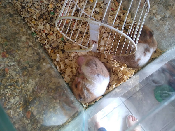 Foto 3 Au & Miau Pet Shop