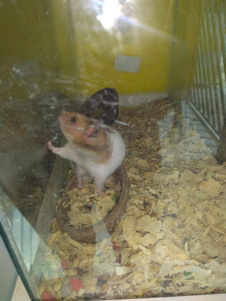 Foto 5 Au & Miau Pet Shop