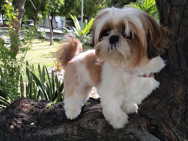 Foto 2 Pet Store Clinica