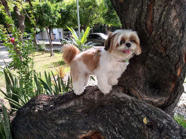 Foto 3 Pet Store Clinica