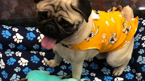 Foto 3 Arrasa Pet Atacado E Varejo De Acessórios Pet