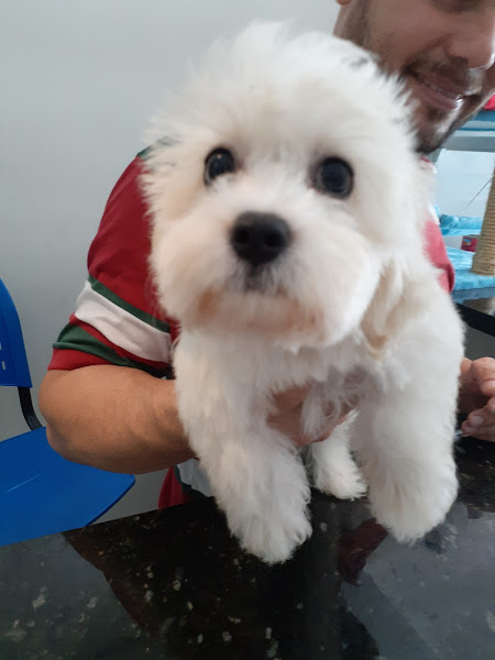 Foto 3 Pet Latidos & Miados