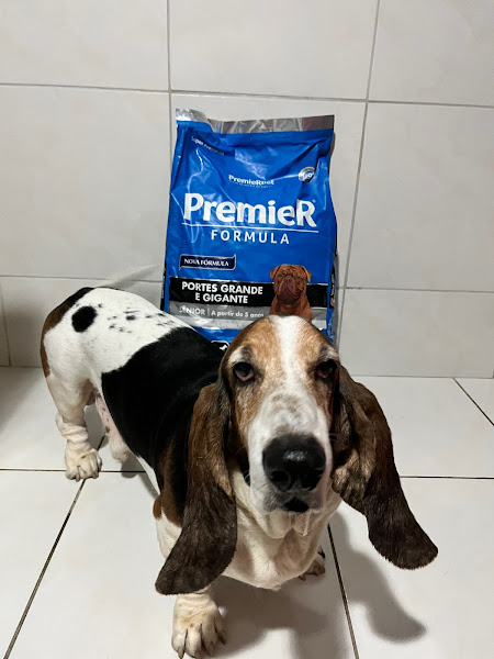 Foto 1 BisPet - Sólon Pinheiro