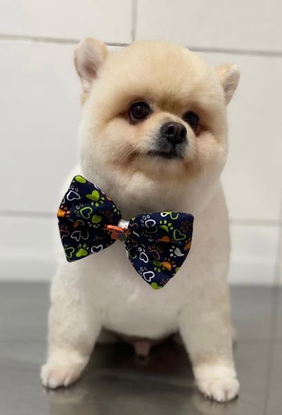 Foto 1 Pet do Parque Cocó