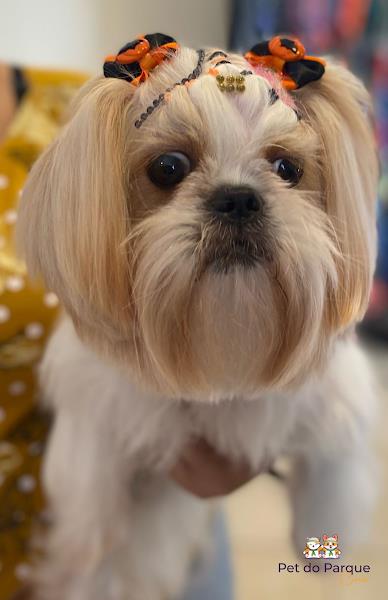 Foto 2 Pet do Parque Cocó