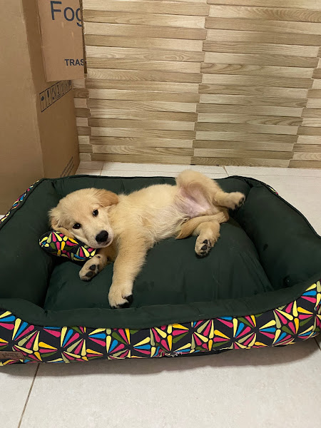 Foto 3 Arrasa Pet - Fabricante De Acessórios Pet