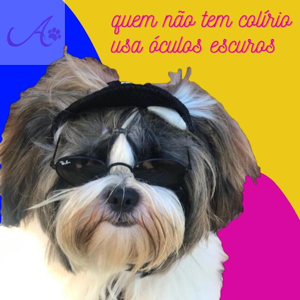 Foto 4 Arrasa Pet - Fabricante De Acessórios Pet