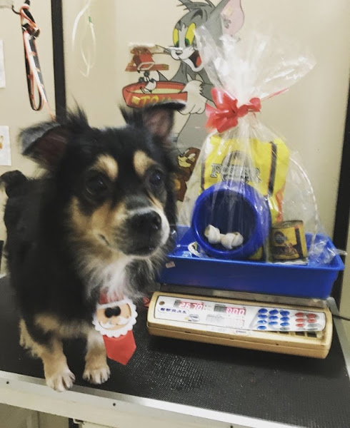 Foto 0 Pet Shop - Jubileu de Ouro