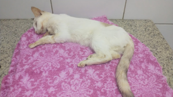 Veterinária Meu Amigãozão