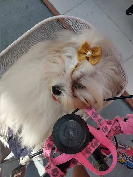 Foto 1 Veterinária Meu Amigãozão