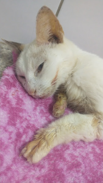 Foto 2 Veterinária Meu Amigãozão