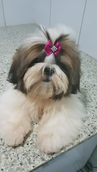 Foto 3 Veterinária Meu Amigãozão