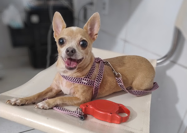 PET'S TOY VETERINÁRIA