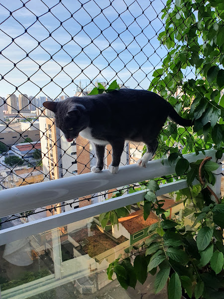 Foto 2 PET'S TOY VETERINÁRIA