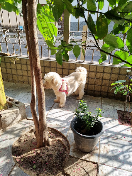 Clinica Veterinária Jeová Rafá