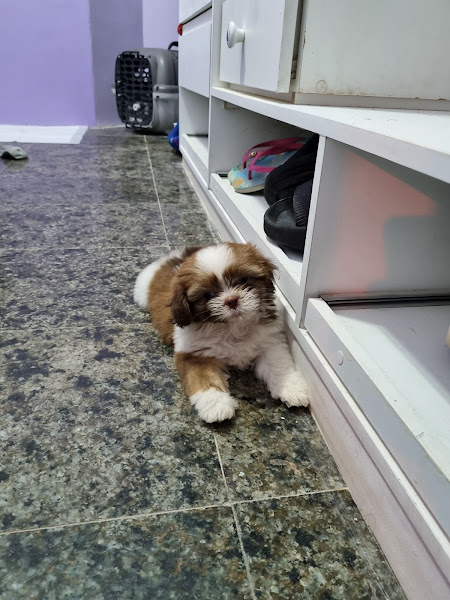 Foto 1 Clinica Veterinária Jeová Rafá