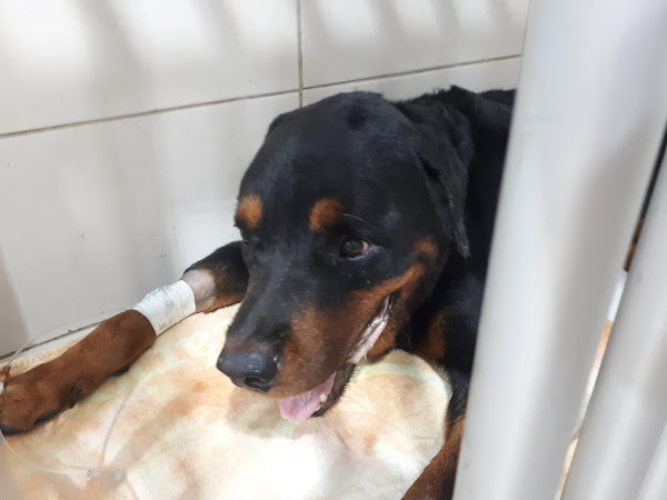 Foto 4 Hospital Veterinário Univet