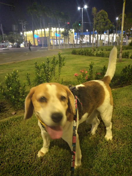 Foto 1 Hospital Veterinário Vetworld 24horas