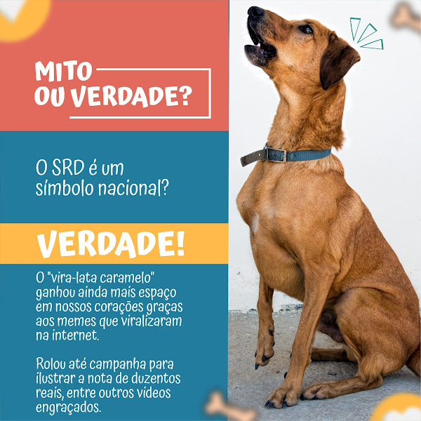 Foto 4 Hospital Veterinário Vetworld 24horas