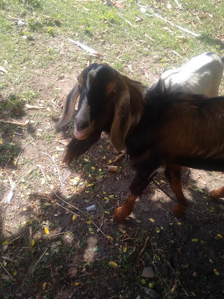 Foto 1 Sucatão Messejana