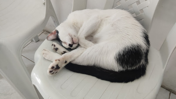 Foto 2 Clínica Veterinária Animagem