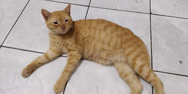 Foto 3 Clínica Veterinária Animagem