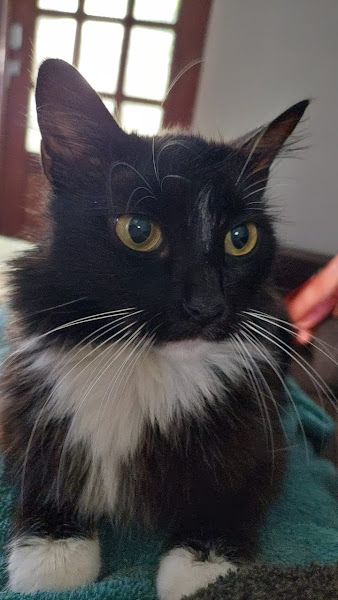 Foto 4 Clínica Veterinária Animagem