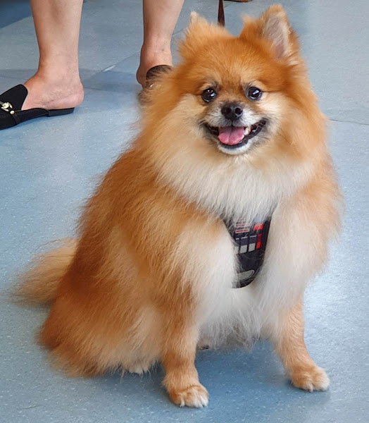 Foto 2 Clínica Zoovet